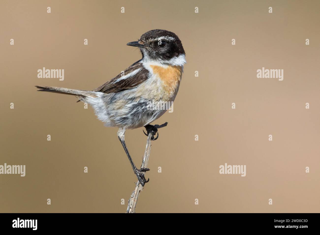 Kanarische Inseln plaudern (Saxicola dacotiae), männlich auf einem Stamm, Kanarische Inseln, Fuerteventura Stockfoto