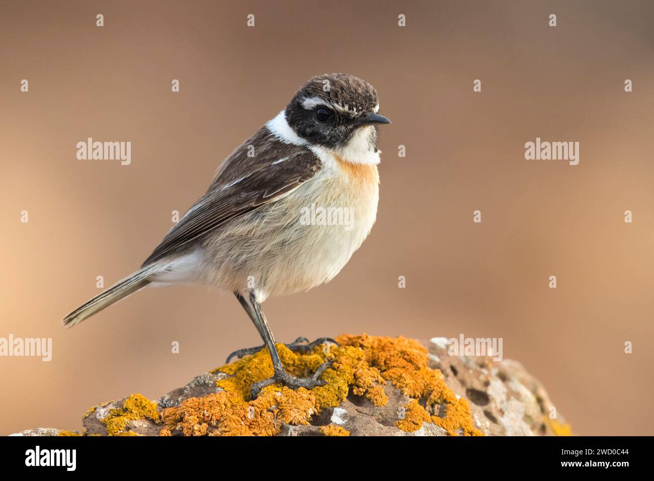 Kanarische Inseln plaudern (Saxicola dacotiae), männliche auf einem Stein, Kanarische Inseln, Fuerteventura Stockfoto