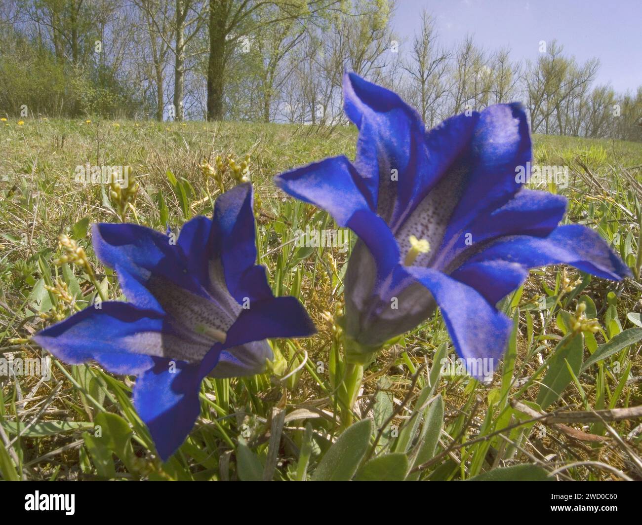 Clusius' Enzian (Gentiana clusii), Blumen, Deutschland, Bayern Stockfoto