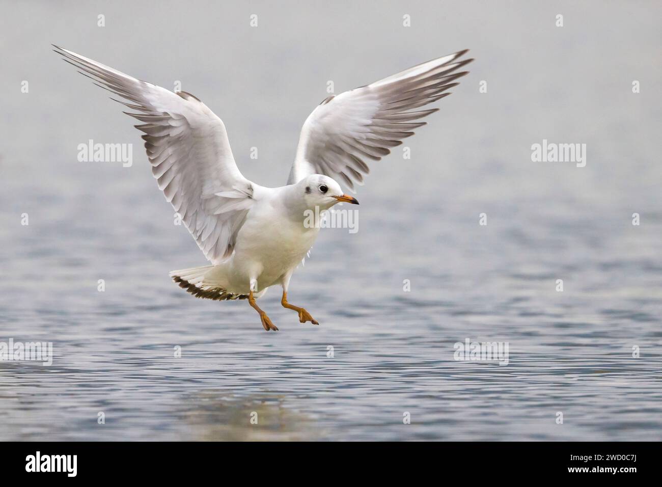 Schwarzkopfmöwe (Larus ridibundus, Chroicocephalus ridibundus), junge Schwarzkopfmöwe, die auf dem Wasser landet, Italien, Toskana, Piana fiorentina; Oasi Stockfoto