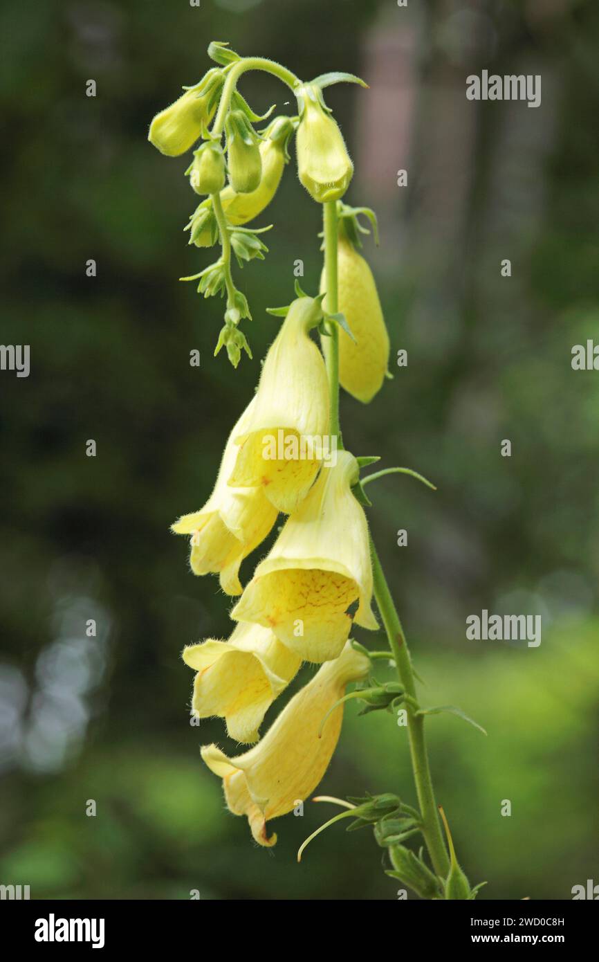 große gelbe Fingerhut, gelb mehrjährige Fingerhut (Digitalis Grandiflora), Blütenstand, Deutschland Stockfoto