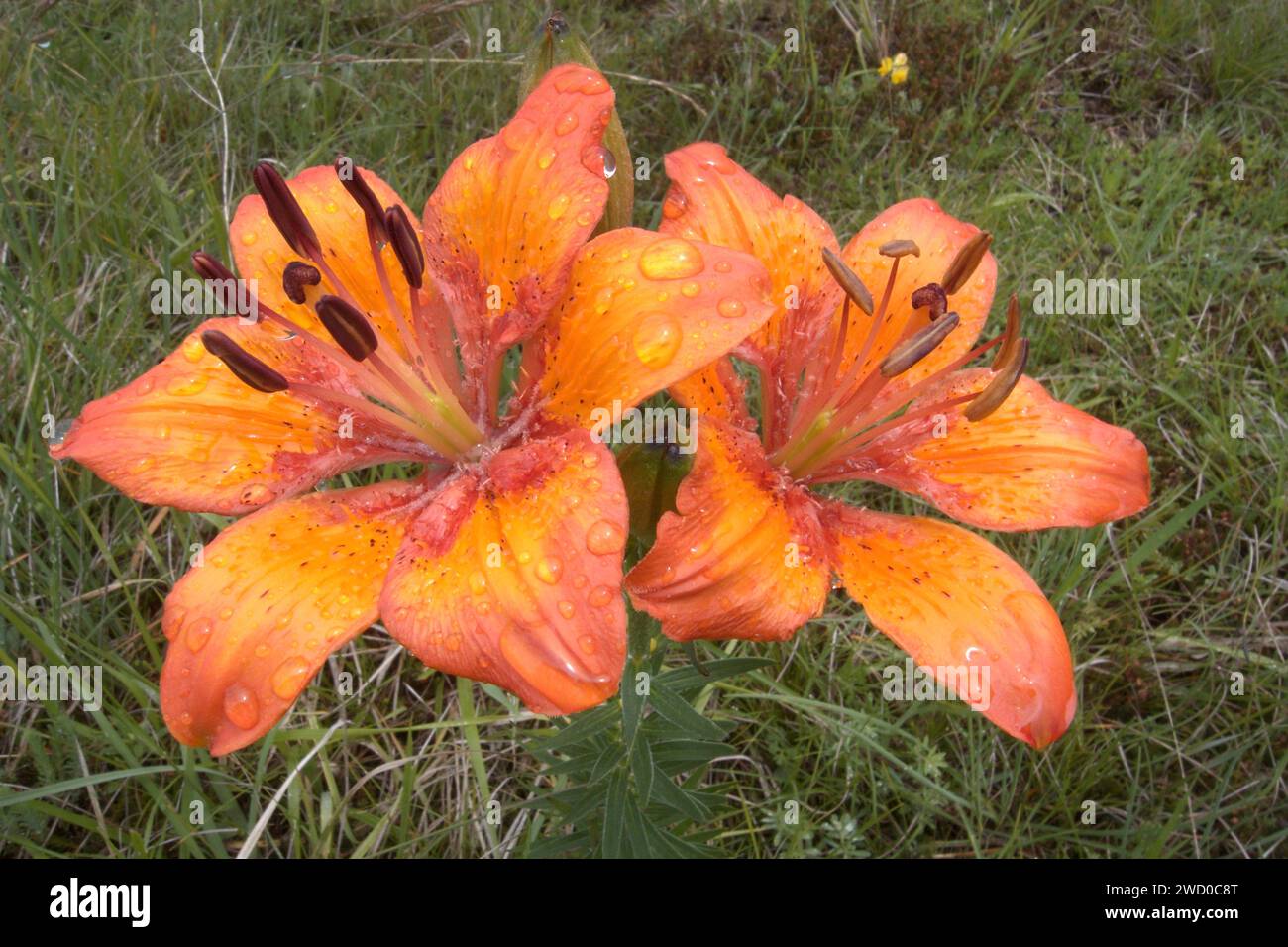Orange Lilie (Lilium Bulbiferum), Blumen, Deutschland Stockfoto