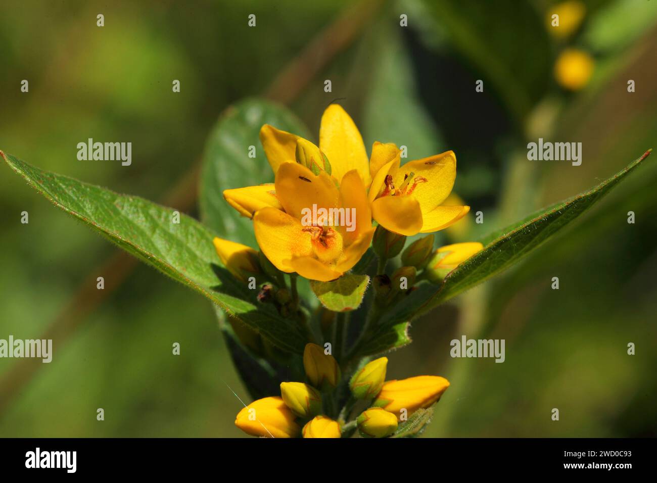 Gelber Lysimachia vulgaris, Blumen, Deutschland Stockfoto
