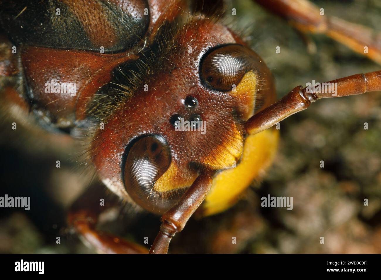 hornet, braune Hornet, Europäische Hornet (Vespa crabro), zusammengesetzte Augen und Ozellen, Makroaufnahme, Deutschland Stockfoto