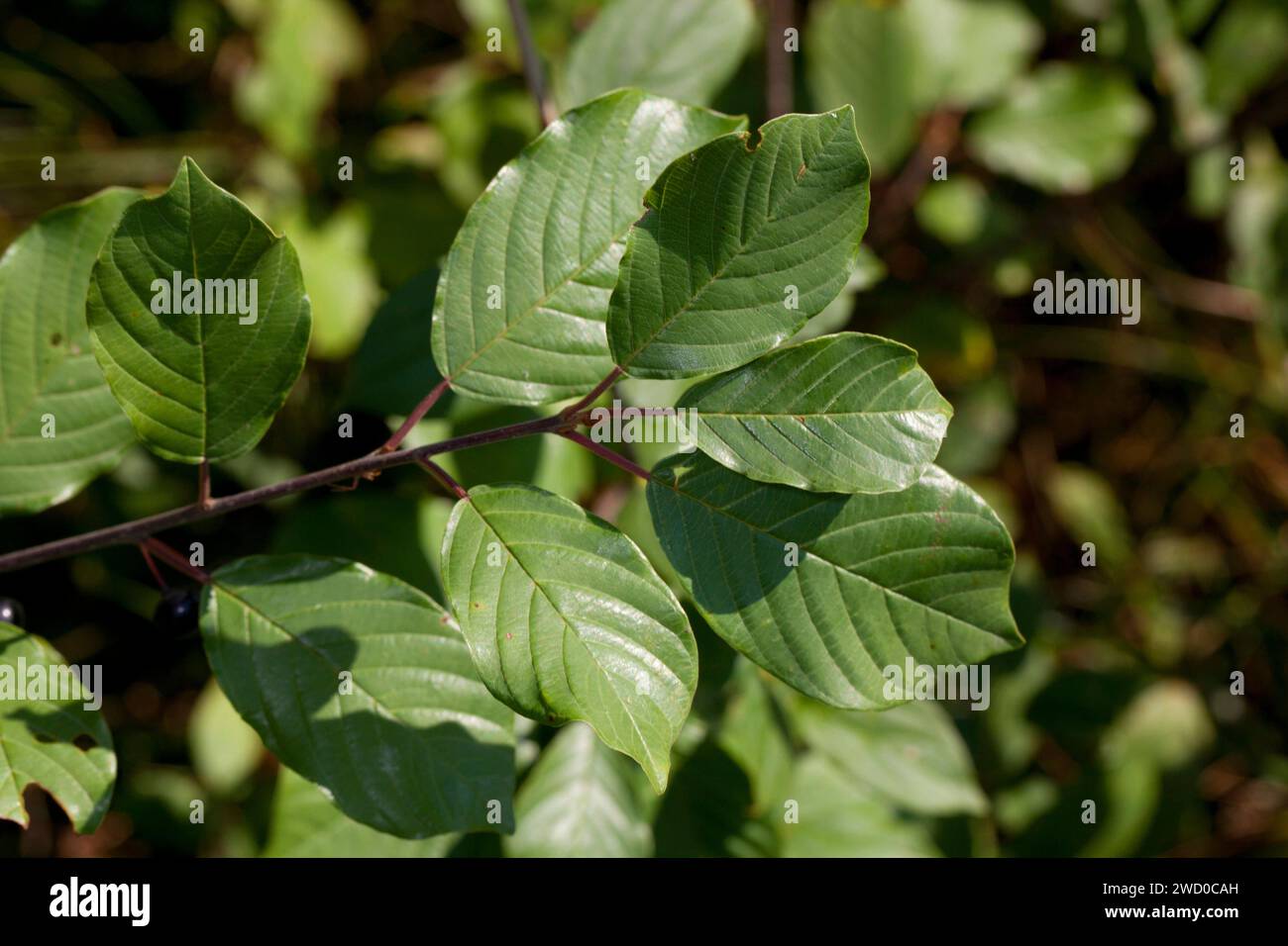 erle-Sanddorn, glänzender Sanddorn (Frangula alnus, Rhamnus frangula), Zweig mit Blättern, Deutschland Stockfoto