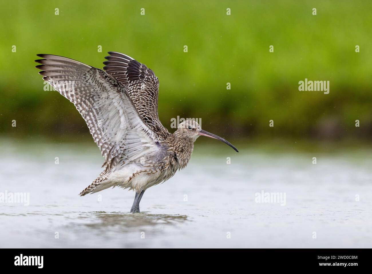 westlicher Brachbruch (Numenius arquata), steht im Flachwasser und schlägt seine Flügel, Niederlande, Friesland Stockfoto