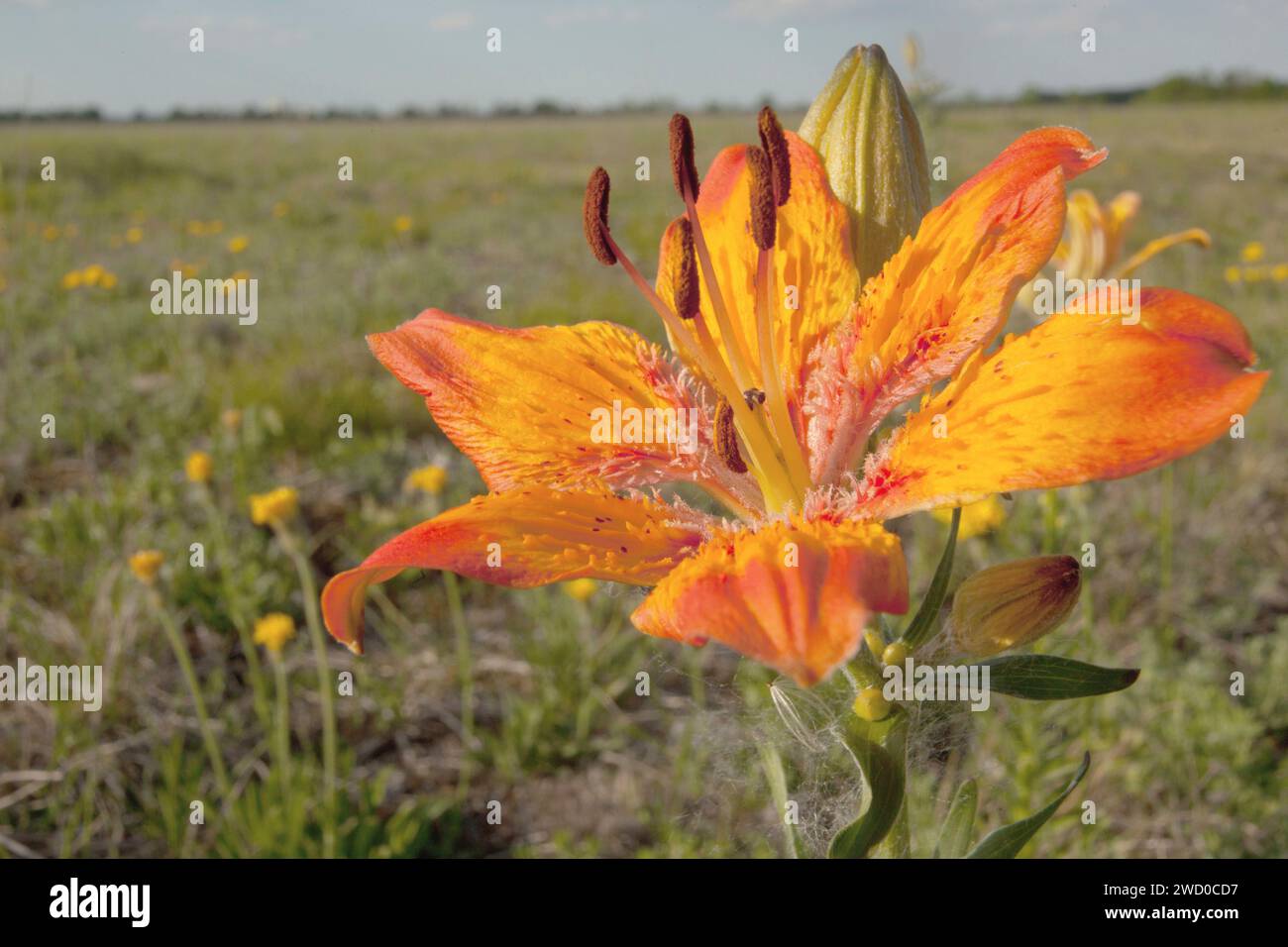 Orange Lilie (Lilium Bulbiferum), Blume, Deutschland Stockfoto