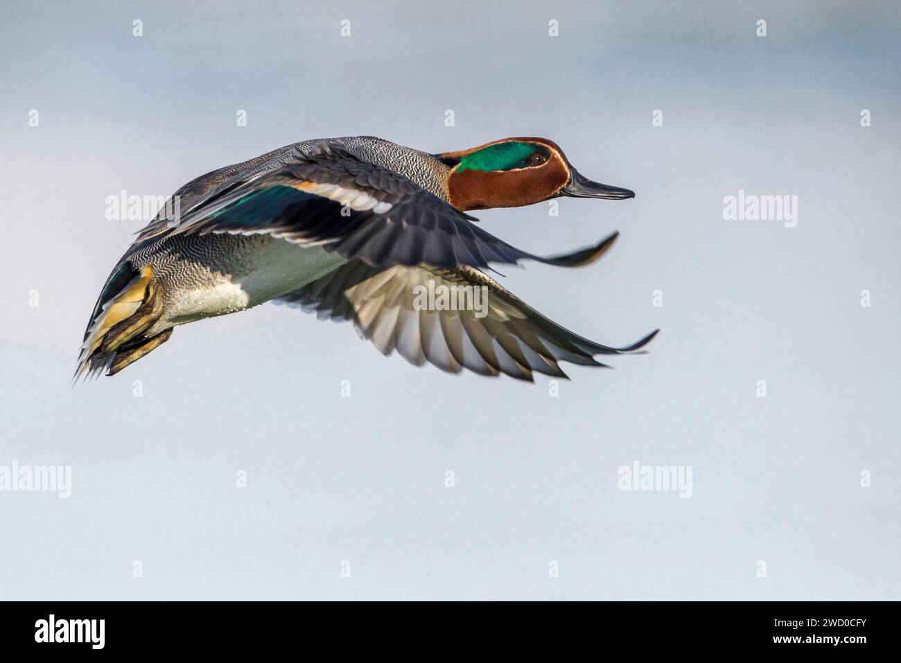 Grün-geflügeltes Petrol (Anas crecca), drake im Flug, Seitenansicht, Italien, Toskana, Piana fiorentina; Stagno di Peretola, Florenz Stockfoto