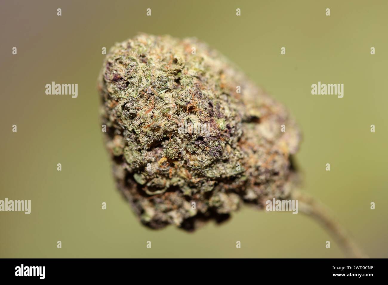 Cannabislegalisierung in Deutschland 2023 Wann ist Kiffen legal? Cannabis Bud super Lemon Haze Skunk medizinisches Gras rauchen ohne ende Makro Hintergrund Stockfoto