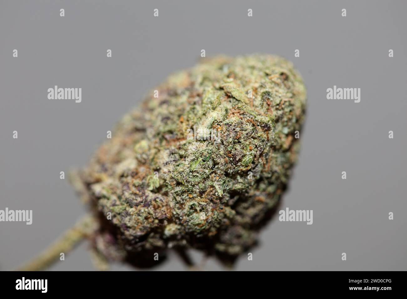 Cannabislegalisierung in Deutschland 2023 Wann ist Kiffen legal? Cannabis Bud super Lemon Haze Skunk medizinisches Gras rauchen ohne ende Makro Hintergrund Stockfoto