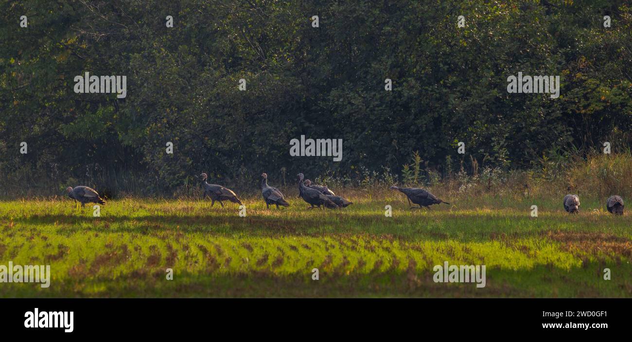 Wilde Truthühner fressen auf einem Bauernfeld im Norden von Wisconsin. Herbst 2023 Stockfoto
