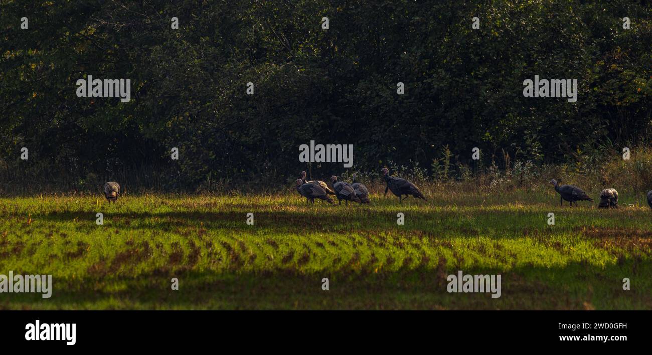 Wilde Truthühner fressen auf einem Bauernfeld im Norden von Wisconsin. Herbst 2023 Stockfoto