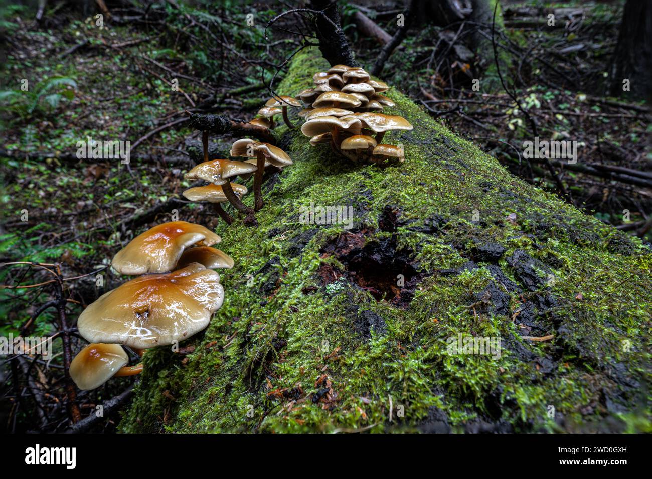 Eine Gruppe Pilze auf einem toten Baum in Idaho Stockfoto