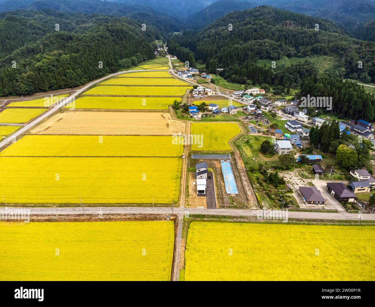 Reisfeld, gelbe Farbe der Herbsternte, Fuß der Berge, Drohne Luft, Yokote Stadt, Akita, Tohoku, Japan, Ostasien, Asien Stockfoto
