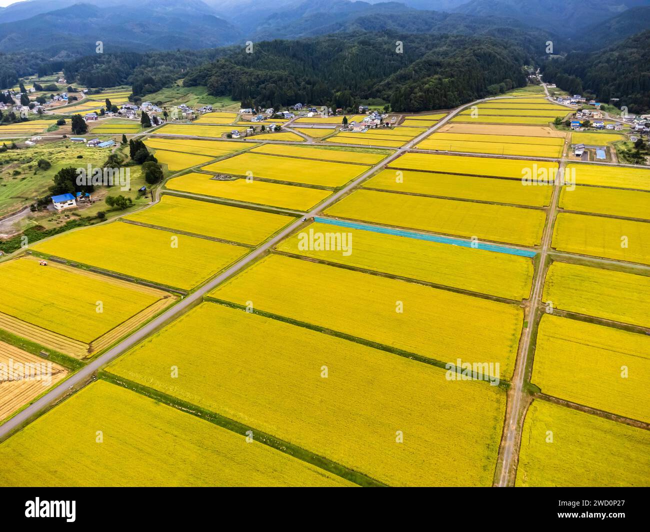 Reisfeld, gelbe Farbe der Herbsternte, Fuß der Berge, Drohne Luft, Yokote Stadt, Akita, Tohoku, Japan, Ostasien, Asien Stockfoto