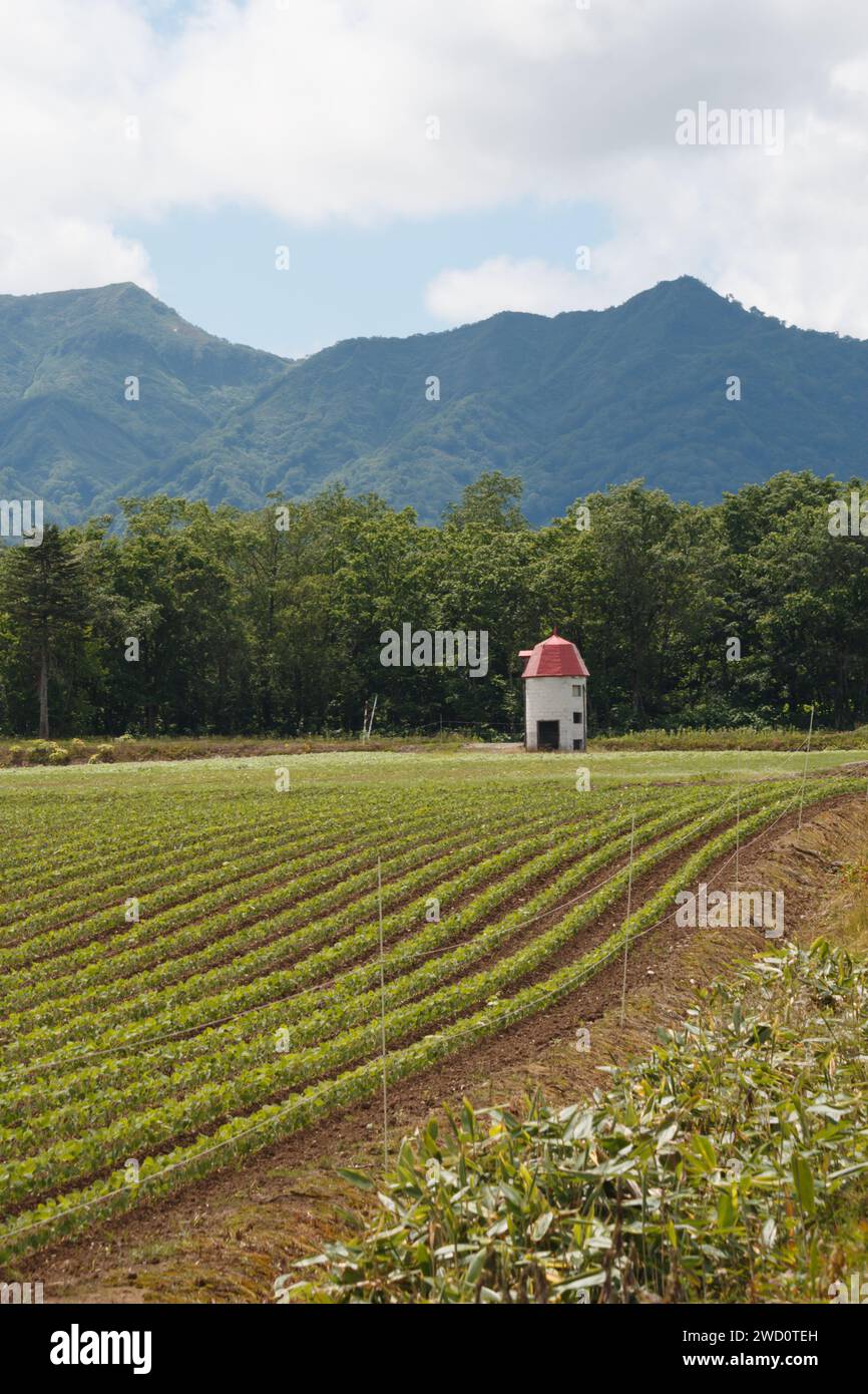 Rotes Dachsilo in einer landwirtschaftlich genutzten Gemüsefläche, Hokkaido, Japan Stockfoto