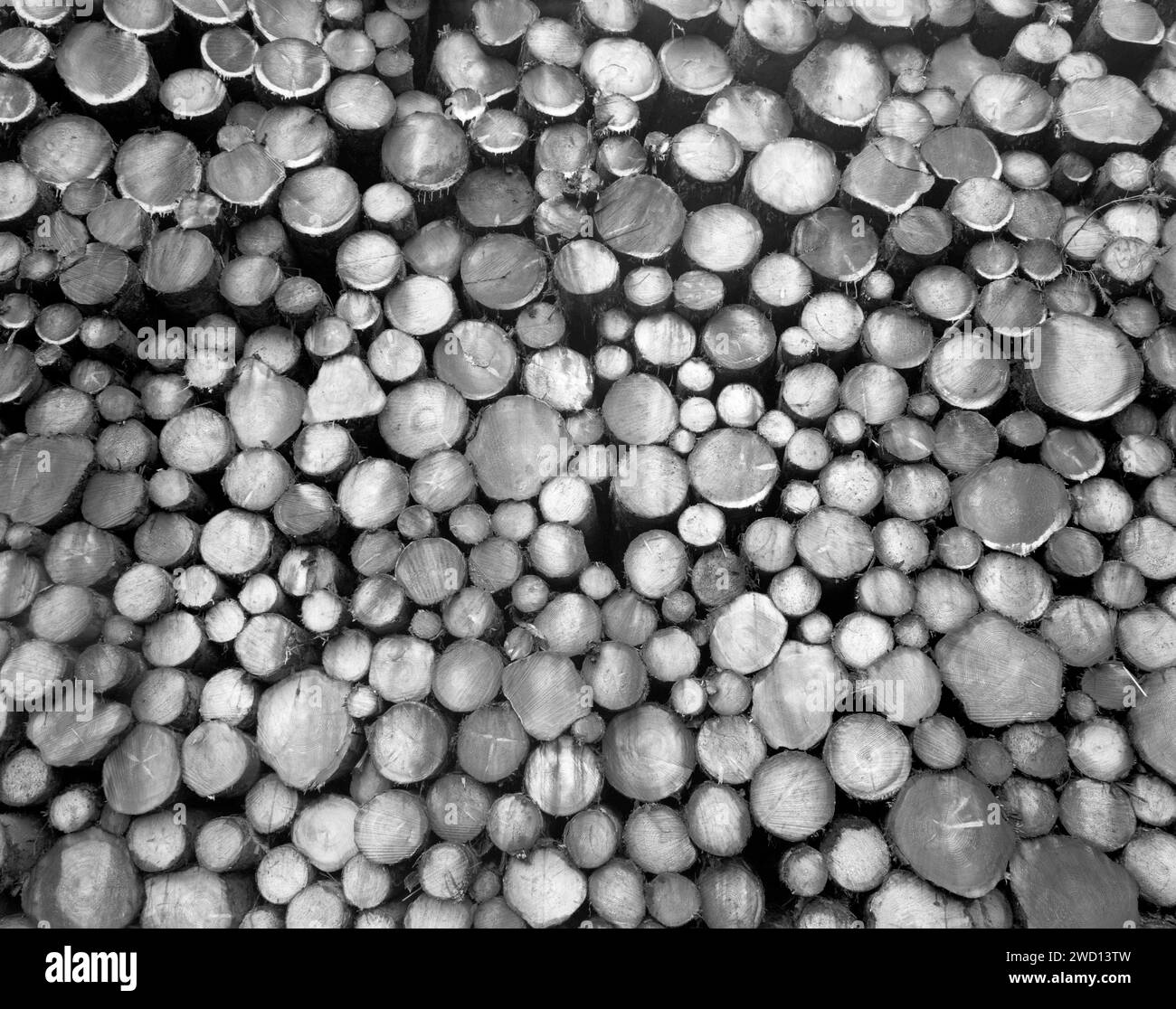 BW01141-00..... WASHINGTON – Schneiden Sie Baumstämme entlang der Hoh River Road. Stockfoto