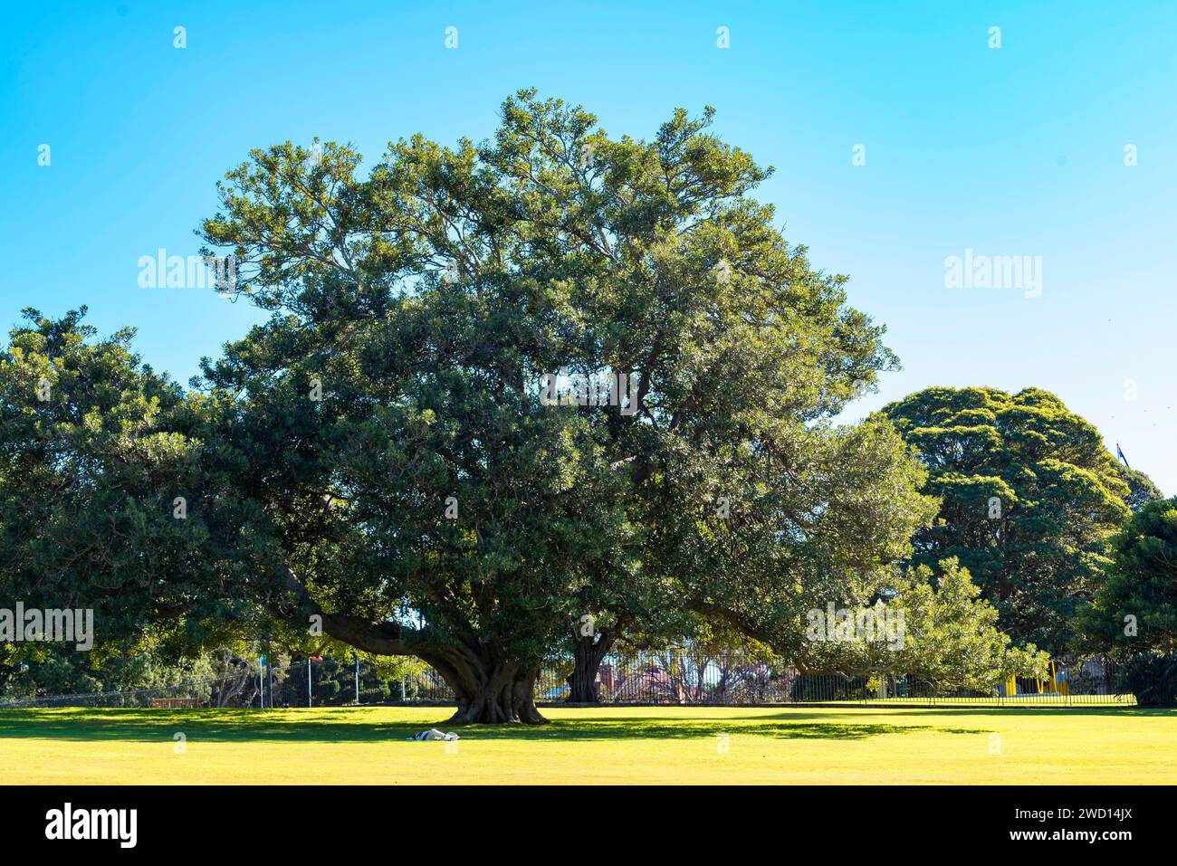 Eine Person, die in der Sonne auf Gras unter einem großen Port Jackson Feigenbaum (Ficus rubiginosa) in den Royal Botanic Gardens in Sydney, Australien, liegt Stockfoto