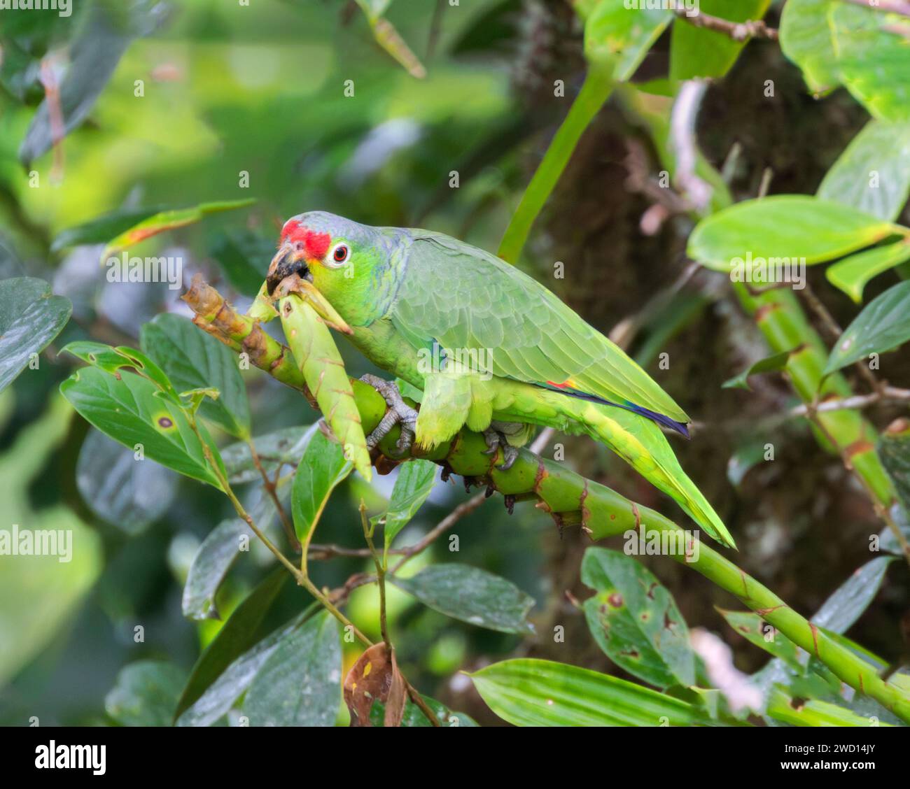 Rotwein-Papagei (Amazona autumnalis), der junge Sprossen isst Stockfoto