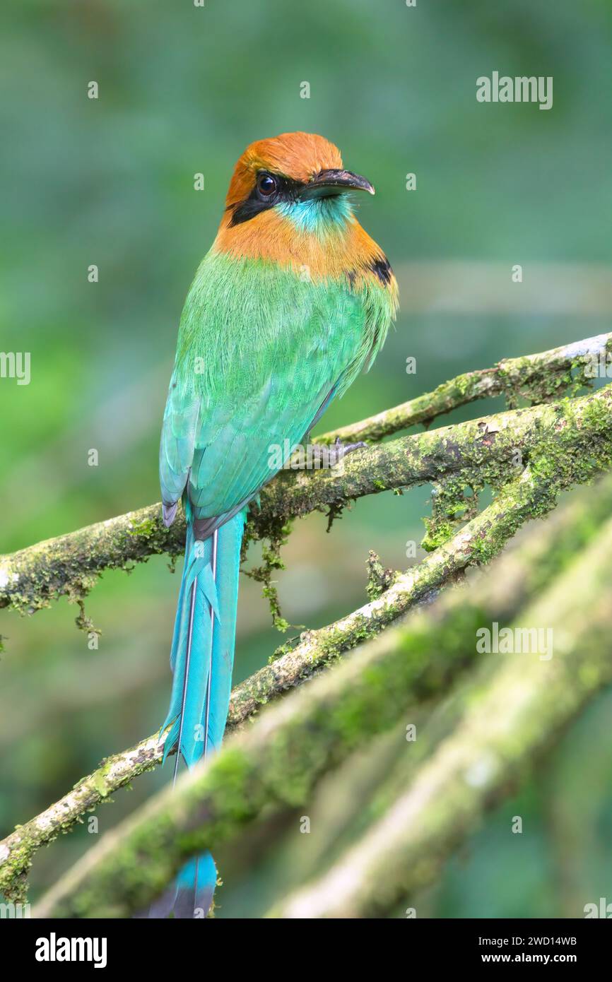 Das Breitschnabel-Motmot (Electron platyrhynchum) in einem tropischen Regenwald in Costa Rica Stockfoto