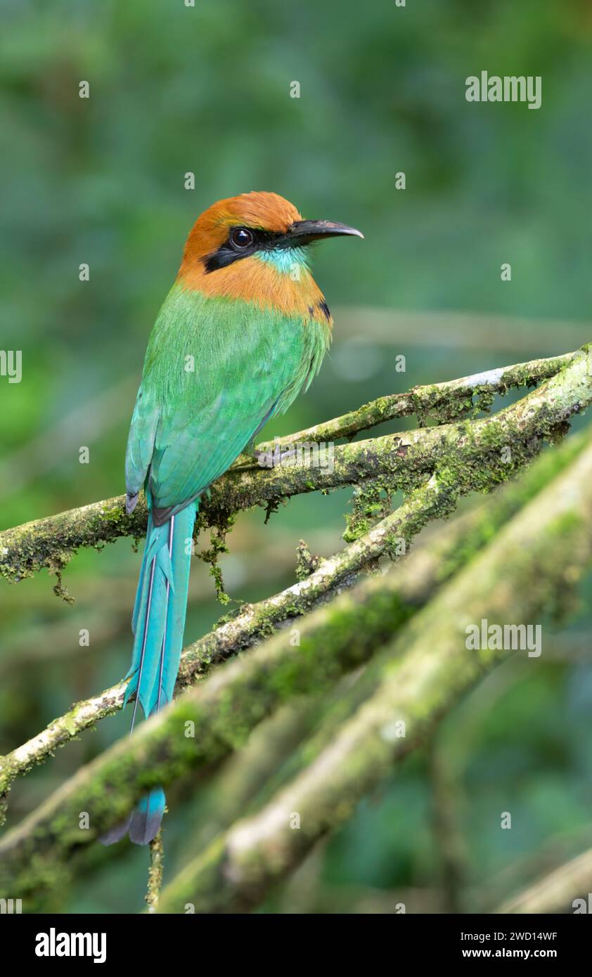 Das Breitschnabel-Motmot (Electron platyrhynchum) in einem tropischen Regenwald in Costa Rica Stockfoto