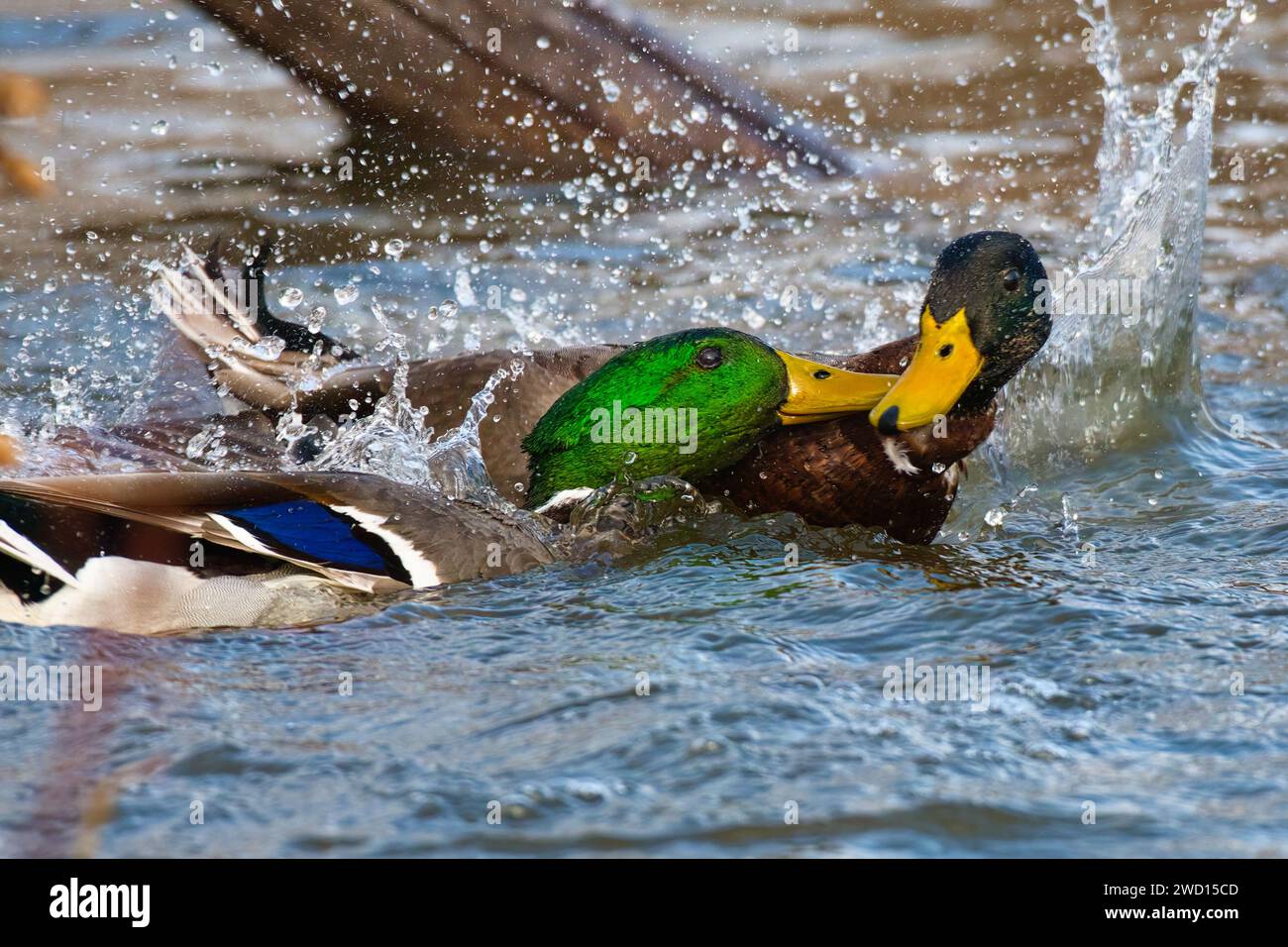 Zwei entzückende Enten tummeln sich und genießen einen verspielten Moment im glitzernden Wasser, um sie herum herum zu spritzen Stockfoto