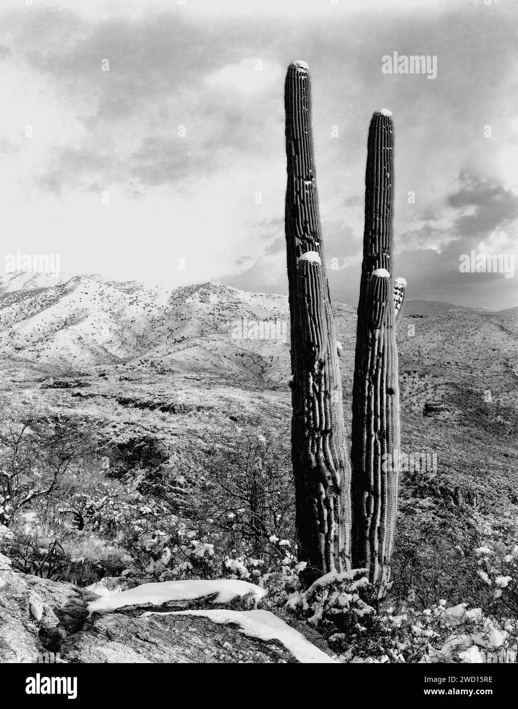 Schnee bedeckt riesige Saguaro-Kakteen am Redington Pass außerhalb von Tucson, Arizona. Stockfoto