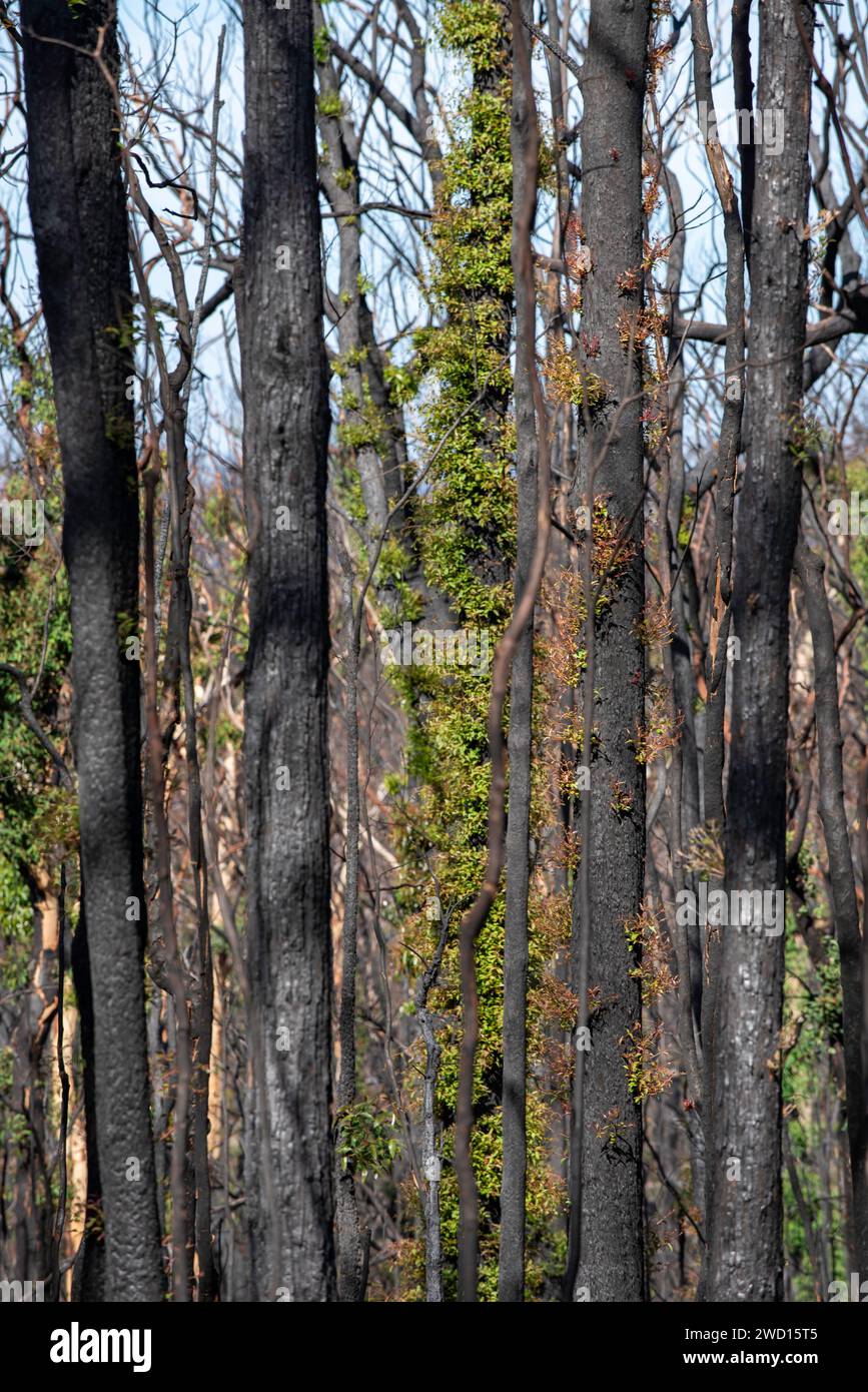März 2020: Anzeichen für Wiederaufbau und Erholung nach Regen, von den verheerenden Buschbränden auf der Bells Line of Road in NSW siehe vergleichende Bilder vom Januar 2020 Stockfoto