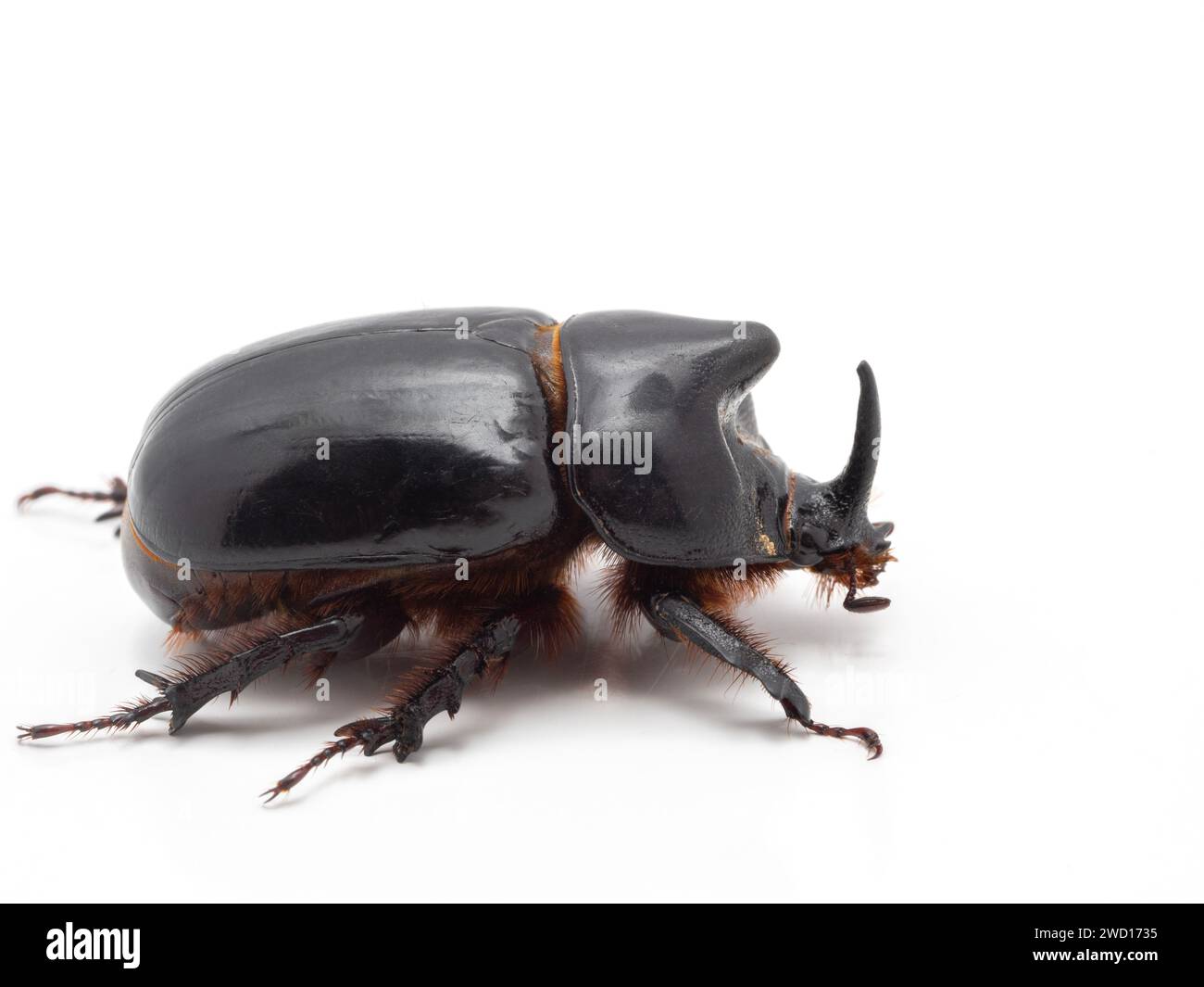 Männlicher Nashornkäfer (Xyloryctes telephus), isoliert auf Weiss Stockfoto