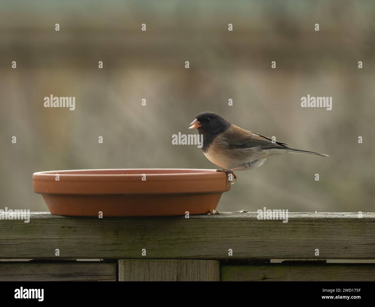 Adulte männliche dunkeläugige Junco (Junco hyemalis), die aus einem Gericht mit Samen ernährt werden. Dies ist die „Oregon“-Form aus dem Westen Nordamerikas Stockfoto