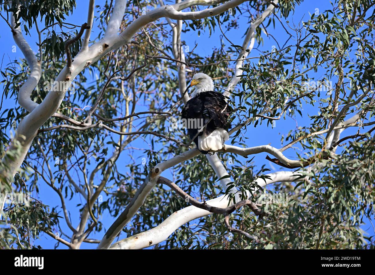 Bald Eagle im Sacramento NWR Stockfoto