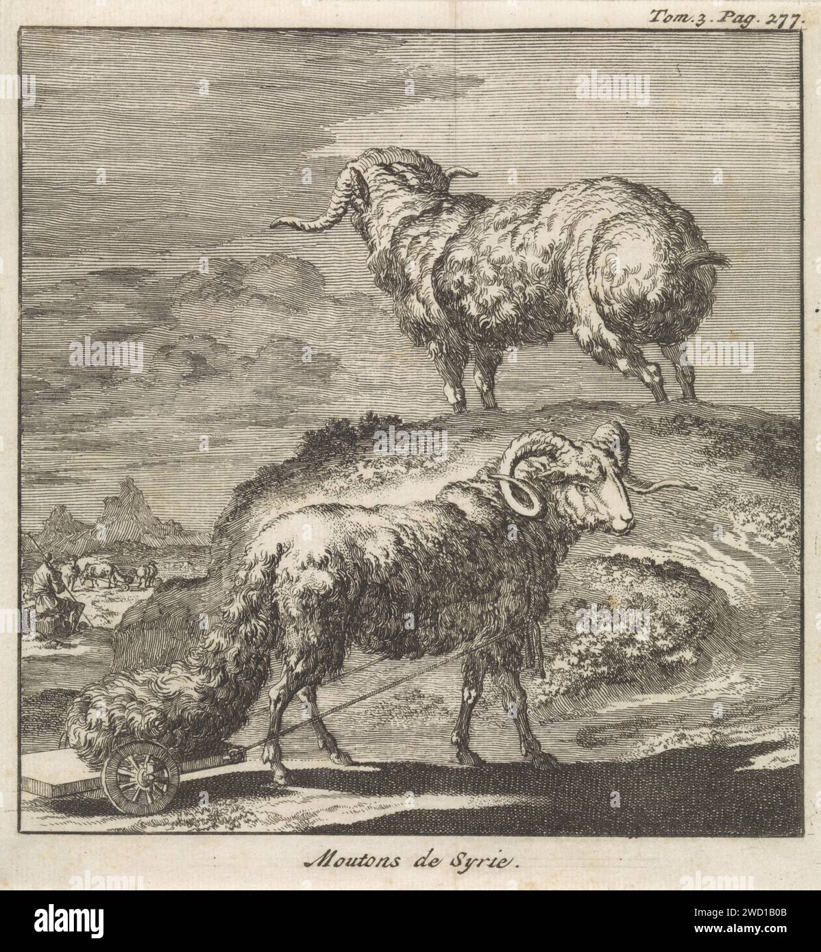 Syrische Schafe oder Widder, Jan Luyken, 1705 Druck Amsterdam Papier ätzende Schafe Stockfoto