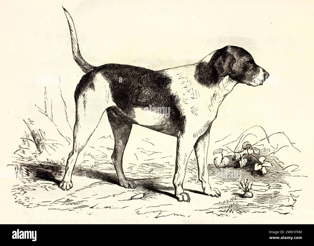 Alte gravierte Illustration des englischen Foxhounds. Erstellt von Wells, veröffentlicht auf Brehm, Les Mammifers, Baillière et fils, Paris, 1878 Stockfoto