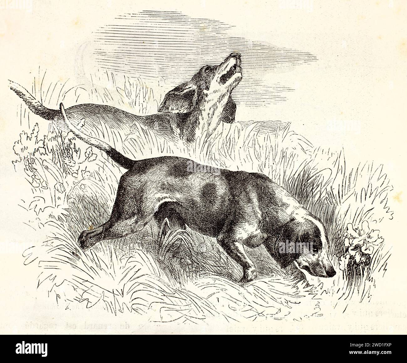 Alte gravierte Illustration von englischen Foxhounds, die schnüffeln. Erstellt von Wells, veröffentlicht auf Brehm, Les Mammifers, Baillière et fils, Paris, 1878 Stockfoto