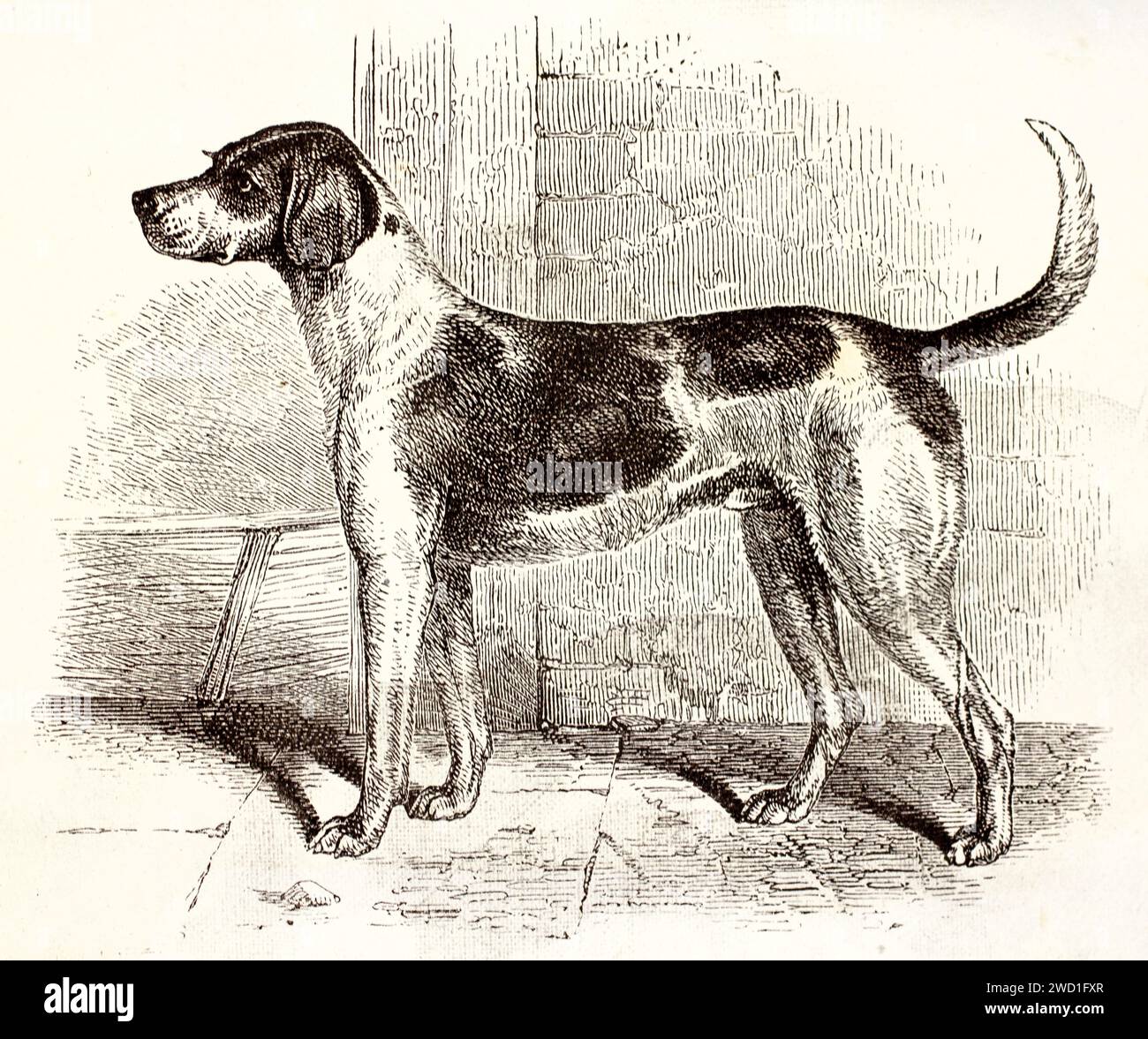 Alte gravierte Illustration des englischen Foxhounds. Erstellt von Wells, veröffentlicht auf Brehm, Les Mammifers, Baillière et fils, Paris, 1878 Stockfoto
