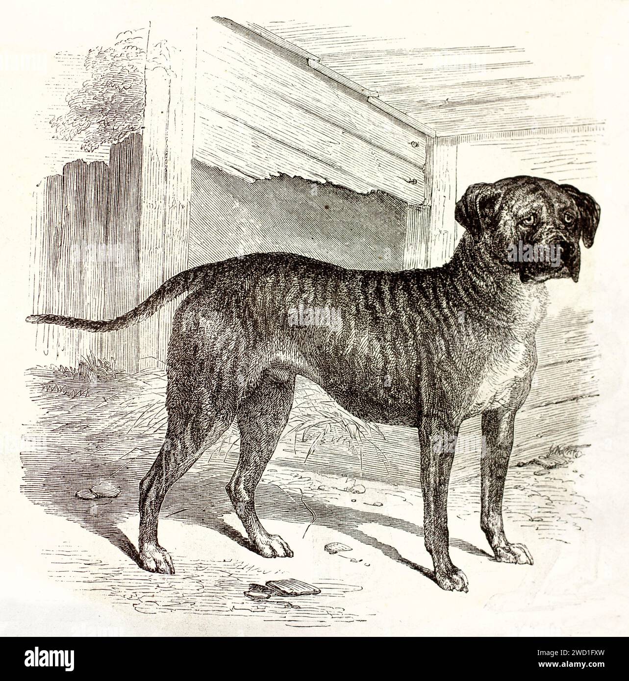 Alte gravierte Illustration des englischen Mastiff. Erstellt von Wells, veröffentlicht auf Brehm, Les Mammifers, Baillière et fils, Paris, 1878 Stockfoto