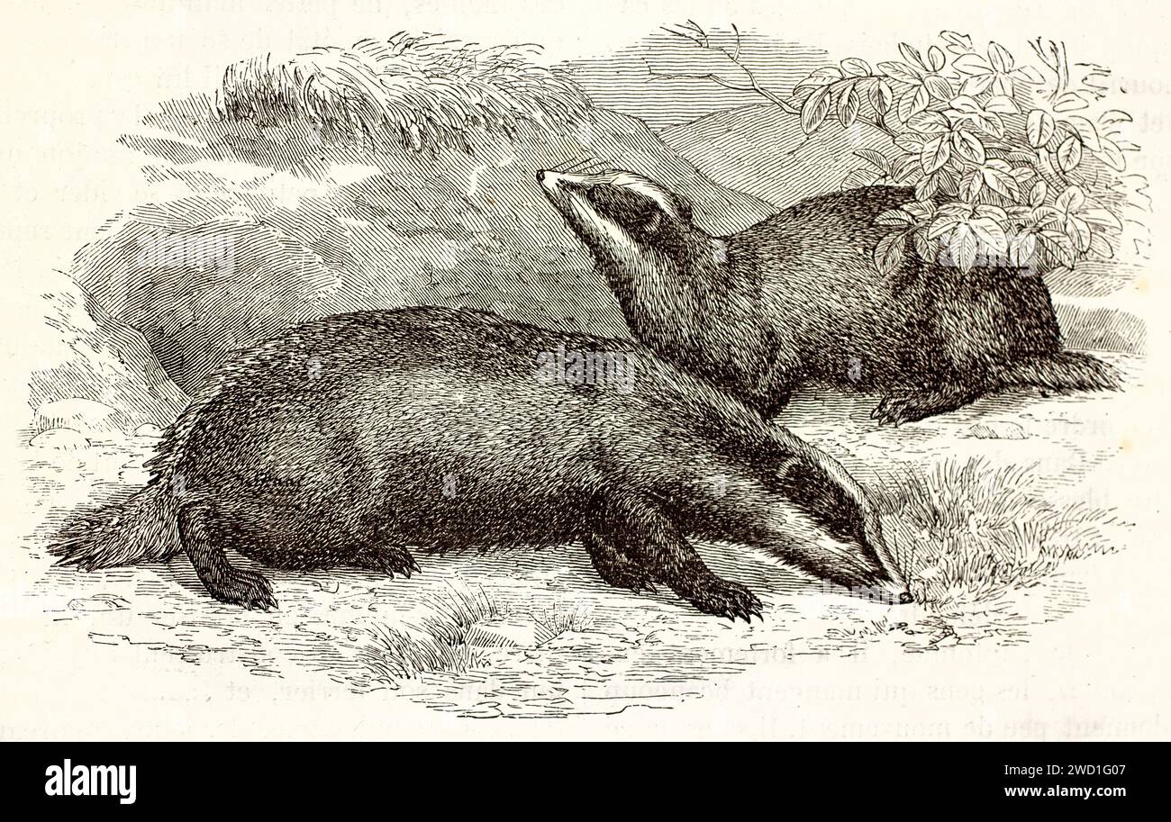 Europäische Dachse (Meles meles) in Waldunterholz, einer schnüffelt den Boden, der andere alarmiert. Ausdrucksstarker Holzschnitt-Tierstich, veröffentlicht 1878 Stockfoto