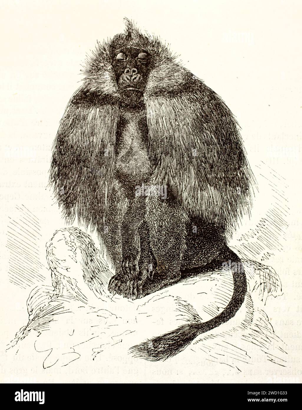 Gravierte Abbildung eines Gelada-Pavians (Theropithecus Gelada) mit königlicher Mähne, auf felsigem Boden. Expressives Linework, veröffentlicht 1878. Stockfoto
