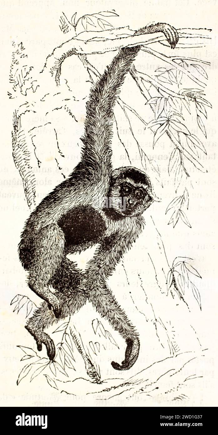 Alte gravierte Abbildung eines Gibbon, der von einem Zweig schwebt. Kreted by Kertschmer, veröffentlicht auf Brehm, Les Mammifers, Baillière et fils, Paris, 1878 Stockfoto