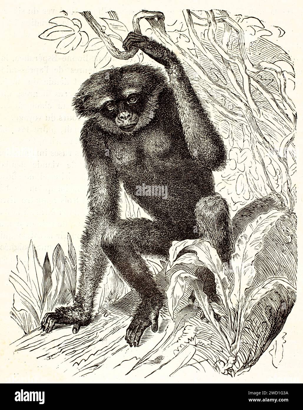 Alte gravierte Abbildung eines Gibbon. Kreted by Kertschmer, veröffentlicht auf Brehm, Les Mammifers, Baillière et fils, Paris, 1878 Stockfoto