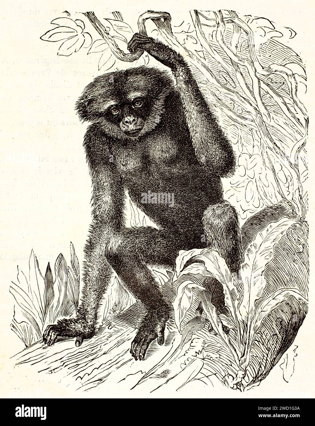 Gravierte Abbildung eines wendigen Gibbons (Hylobatidae), der auf einem Baumzweig in dichtem Laub thront. Expressives Linework, veröffentlicht 1878. Stockfoto