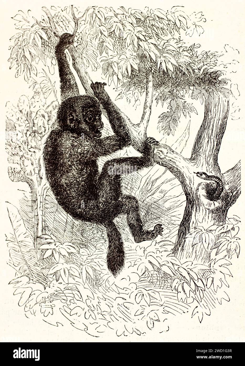 Gravierte Illustration von Uakari mit goldenem Rücken (Cacajao melanocephalus) aus dem Jahr 1878, erschreckt von einer Schlange, die aus einer Baumhöhle auftaucht. Ausdrucksstarkes Linework. Stockfoto