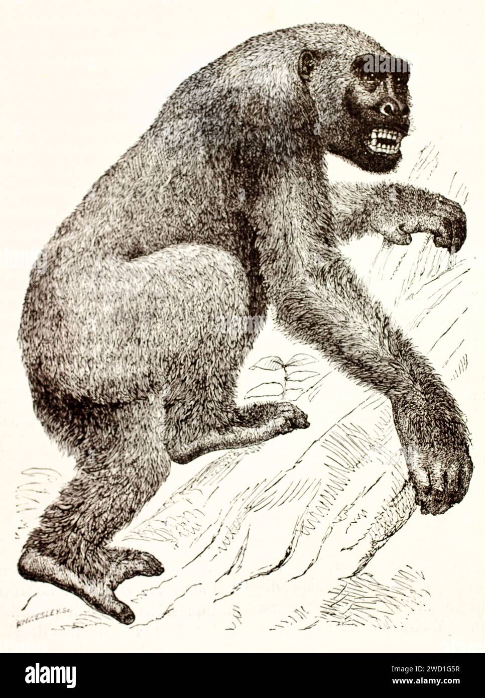 Gorilla, der beim Klettern auf einem Baumstamm die Zähne spitzt, ausdrucksstarker Holzstich aus dem 19. Jahrhundert von Wesley, der 1878 in Brehms Les Mammifères veröffentlicht wurde. Stockfoto