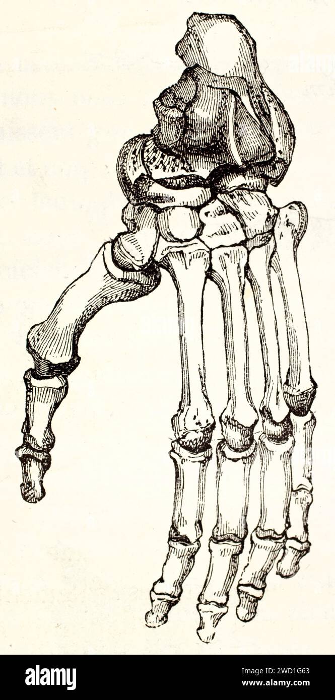 Alte Gravur der Gorilla-Fußknochen. Von unbekanntem Autor, veröffentlicht auf Brehm, Les Mammifers, Baillière et fils, Paris, 1878 Stockfoto