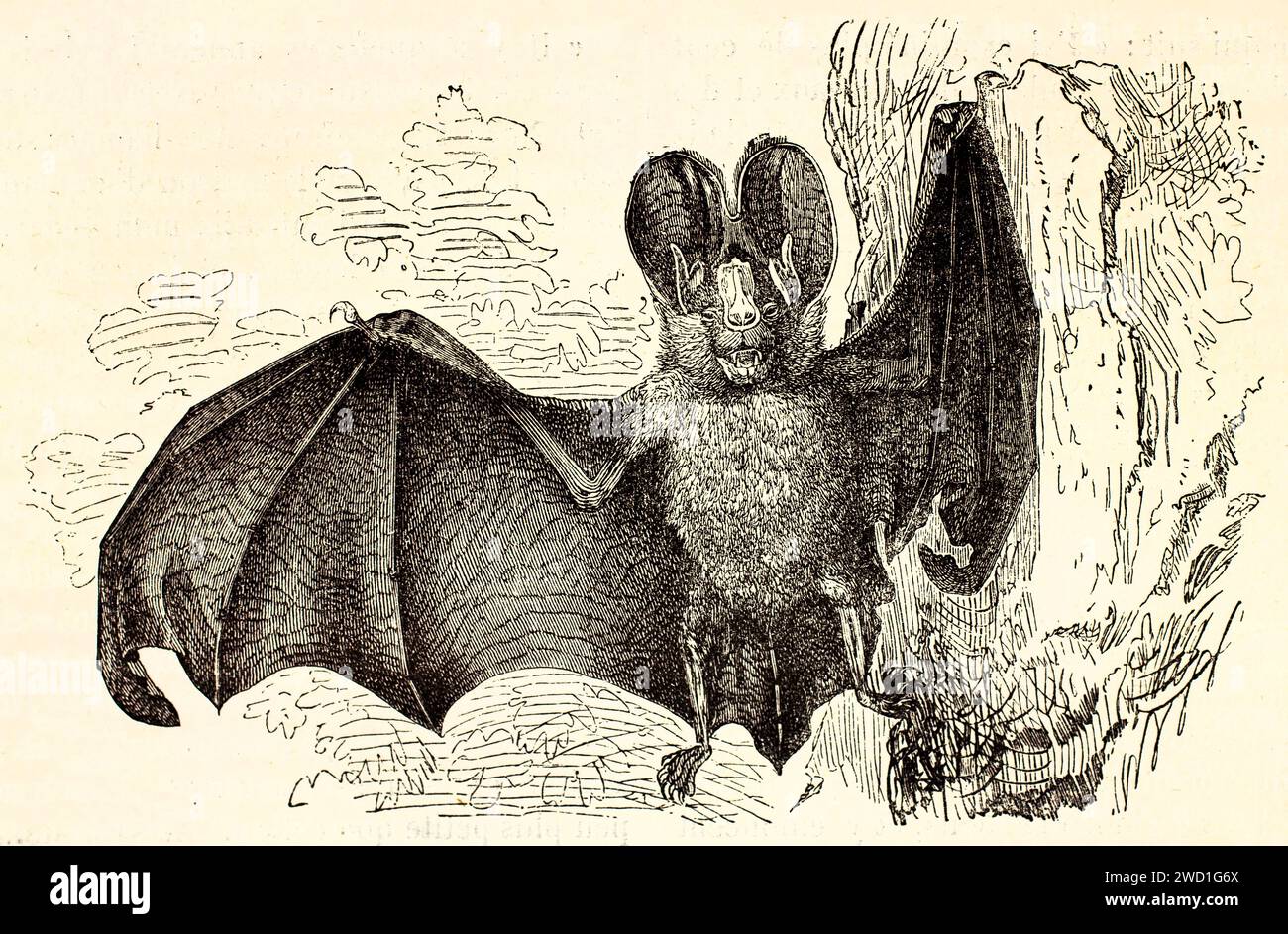 Alte gravierte Illustration der großen falschen Vampirfledermaus. Erstellt von Kretschmer und Illner, veröffentlicht auf Brehm, Les Mammifers, Baillière et fils, Paris, 1 Stockfoto