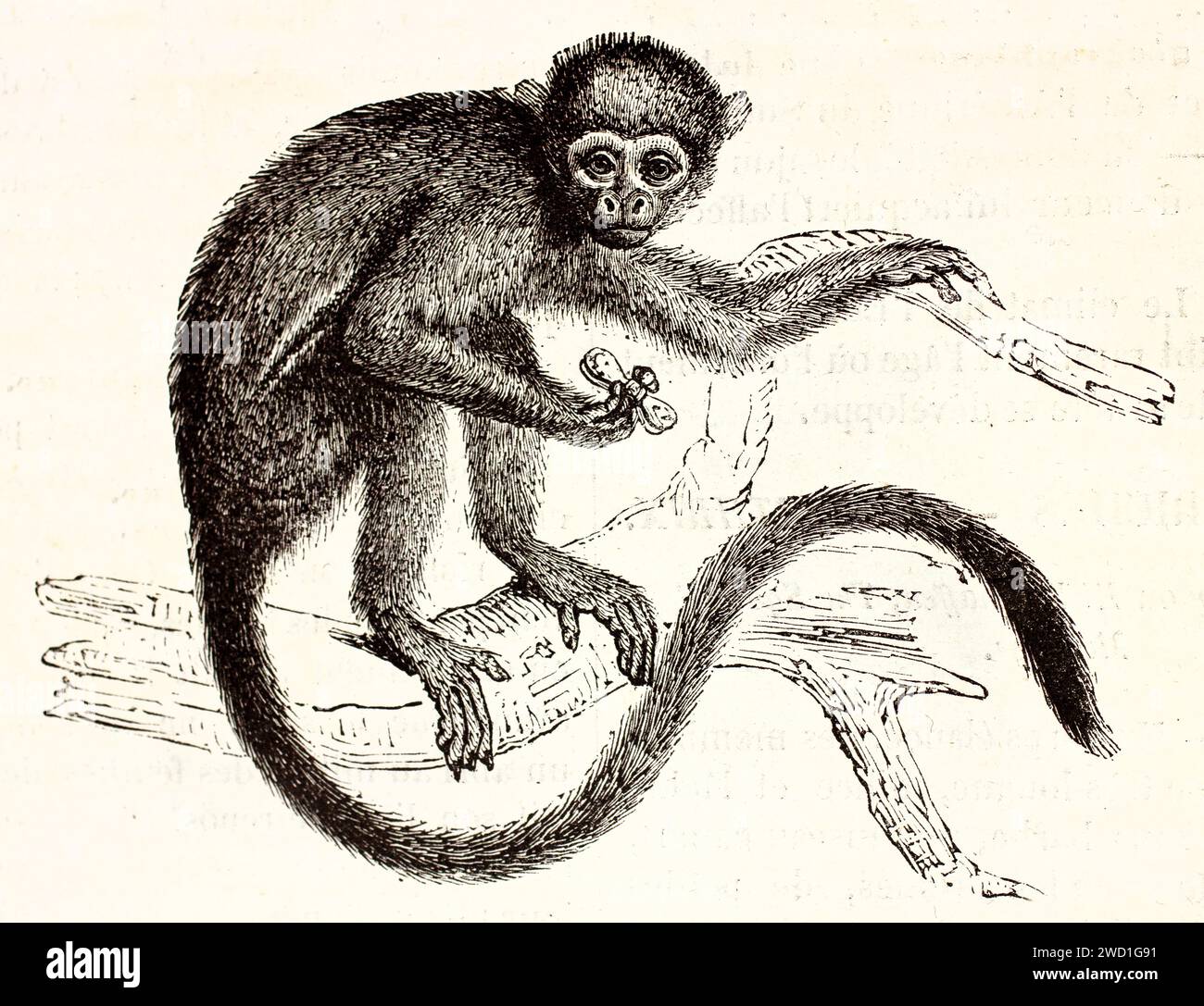 Guaianischer Eichhörnchenaffe auf einem Ast, hält ein Insekt und blickt auf den Betrachter; dynamischer Gravur von 1878 aus Brehms Les Mammifères, Autor unbekannt. Stockfoto