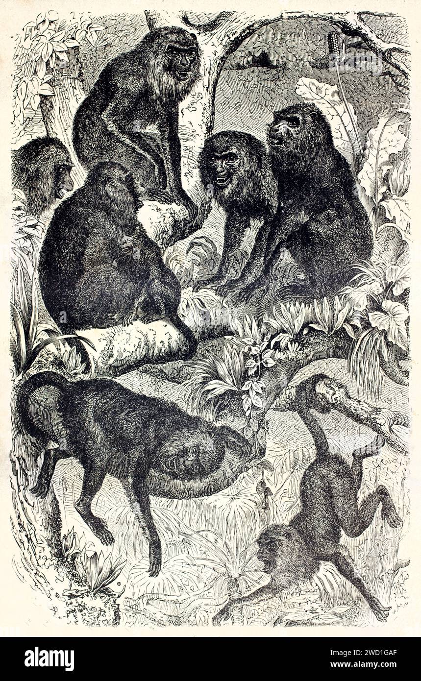 Alte gravierte Illustration eines Rudels Brüllaffen im Dschungel. Kretschmer und Illner, veröffentlicht auf Brehm, Les Mammifers, Baillière et Stockfoto