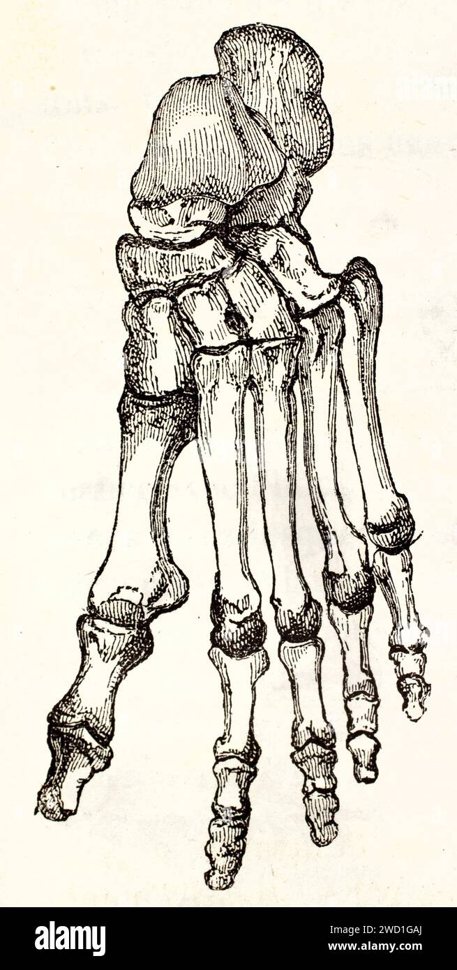 Alte gravierte Illustration menschlicher Fussknochen. Von unbekanntem Autor, veröffentlicht auf Brehm, Les Mammifers, Baillière et fils, Paris, 1878 Stockfoto