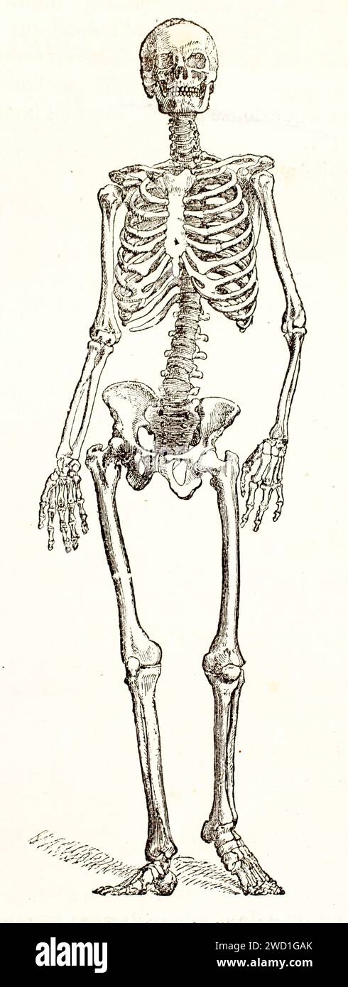 Alte gravierte Illustration des menschlichen Skeletts. Von unbekanntem Autor, veröffentlicht auf Brehm, Les Mammifers, Baillière et fils, Paris, 1878 Stockfoto