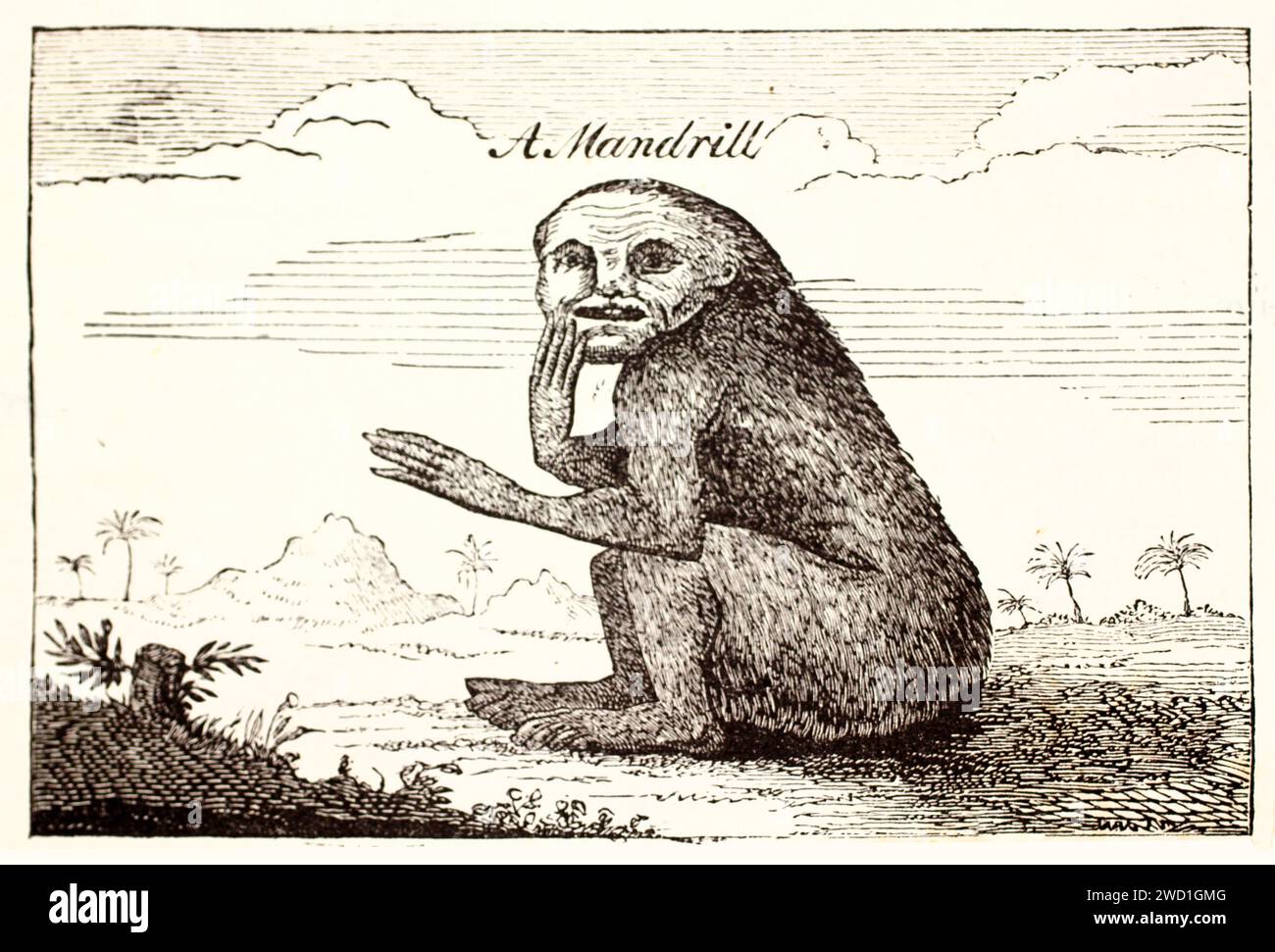 Alte gravierte Abbildung eines Mandrills. Nach dem alten Druck von W, Smith (1744), veröffentlicht auf Brehm, Les Mammifers, Baillière et fils, Paris, 1878 Stockfoto